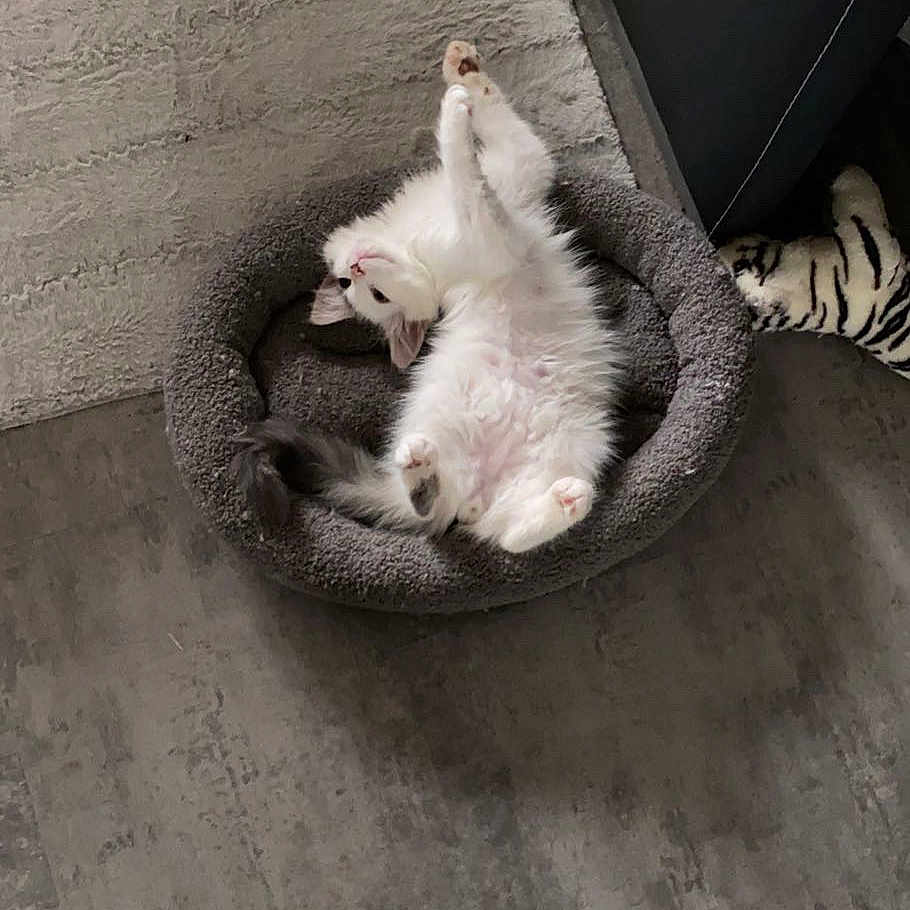 Souko participe au concours pour gagner de l'argent avec cette photo : animal, canine, cat, dog, dogbed, kitten, person, pet, sleeping