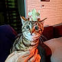 cat, tabby_cat, crown, pet, indoor, person, hand, feline, cute, wide_eyes, striped, animal, domestic_cat, portrait, sofa, cozy, whiskers, close_up, expression, cute_pet