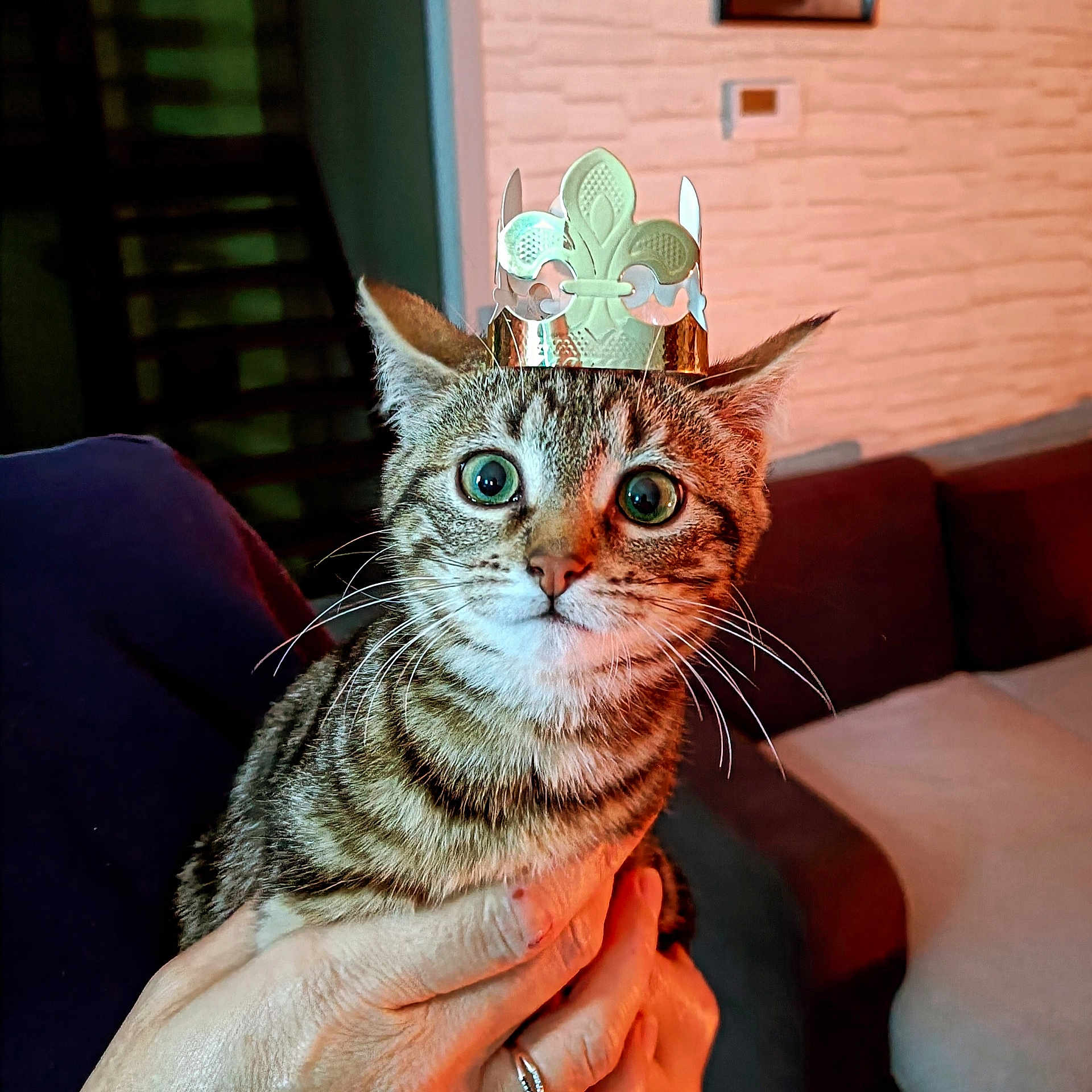 Nénette a rejoint le concours — aidez-le/la à gagner de superbes lots ! animal, cat, close_up, cozy, crown, cute, cute_pet, domestic_cat, expression, feline, hand, indoor, person, pet, portrait, sofa, striped, tabby_cat, whiskers, wide_eyes