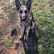 Dayzee joined the competition — help win amazing prizes! animal, can, collar, daytime, dirt, dog, ears, german_shepherd, grass, ground, leash, looking_up, nature, outdoor, pet, puppy, shadow, sitting, sunlight, young_dog