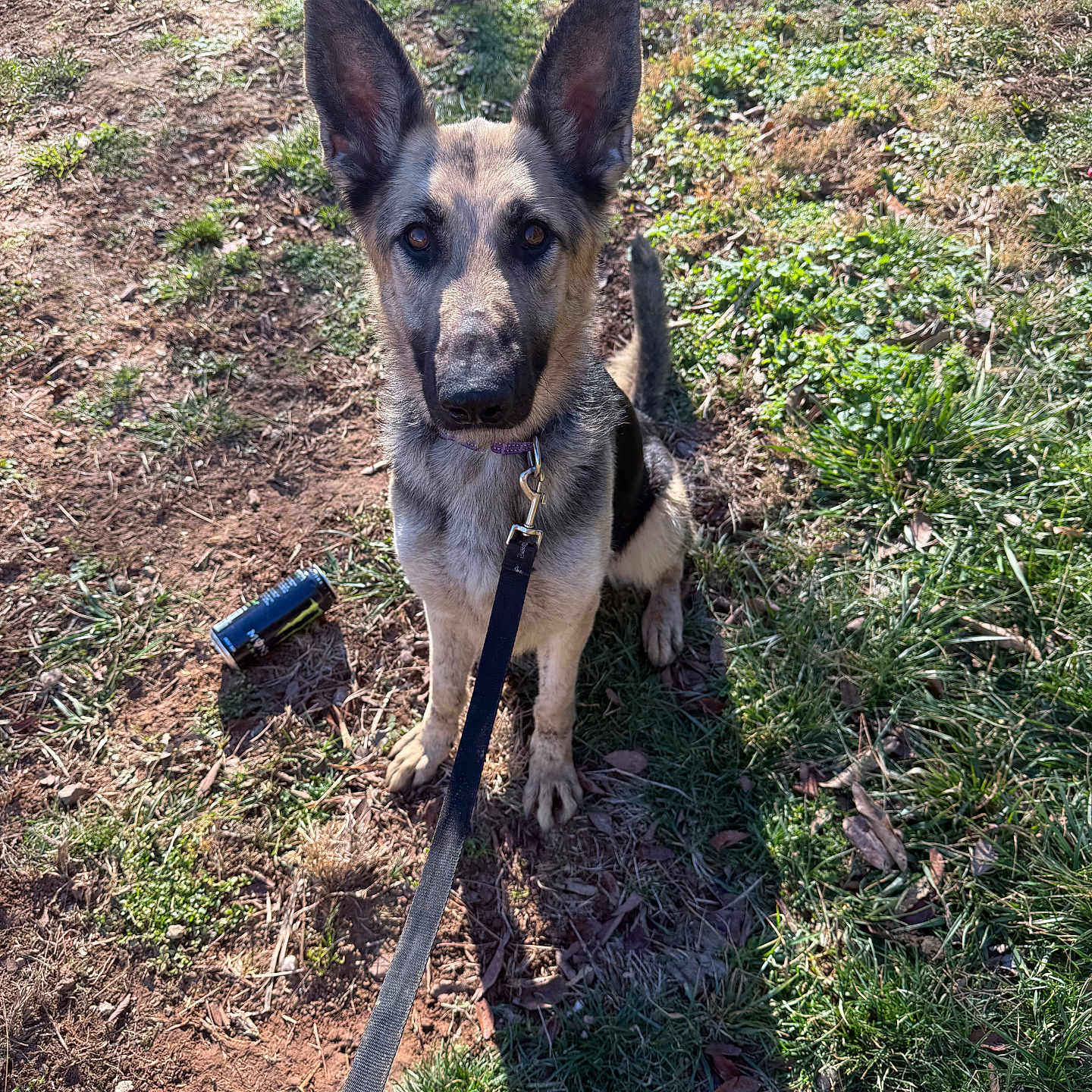 Dayzee joined the competition — help win amazing prizes! animal, can, collar, daytime, dirt, dog, ears, german_shepherd, grass, ground, leash, looking_up, nature, outdoor, pet, puppy, shadow, sitting, sunlight, young_dog