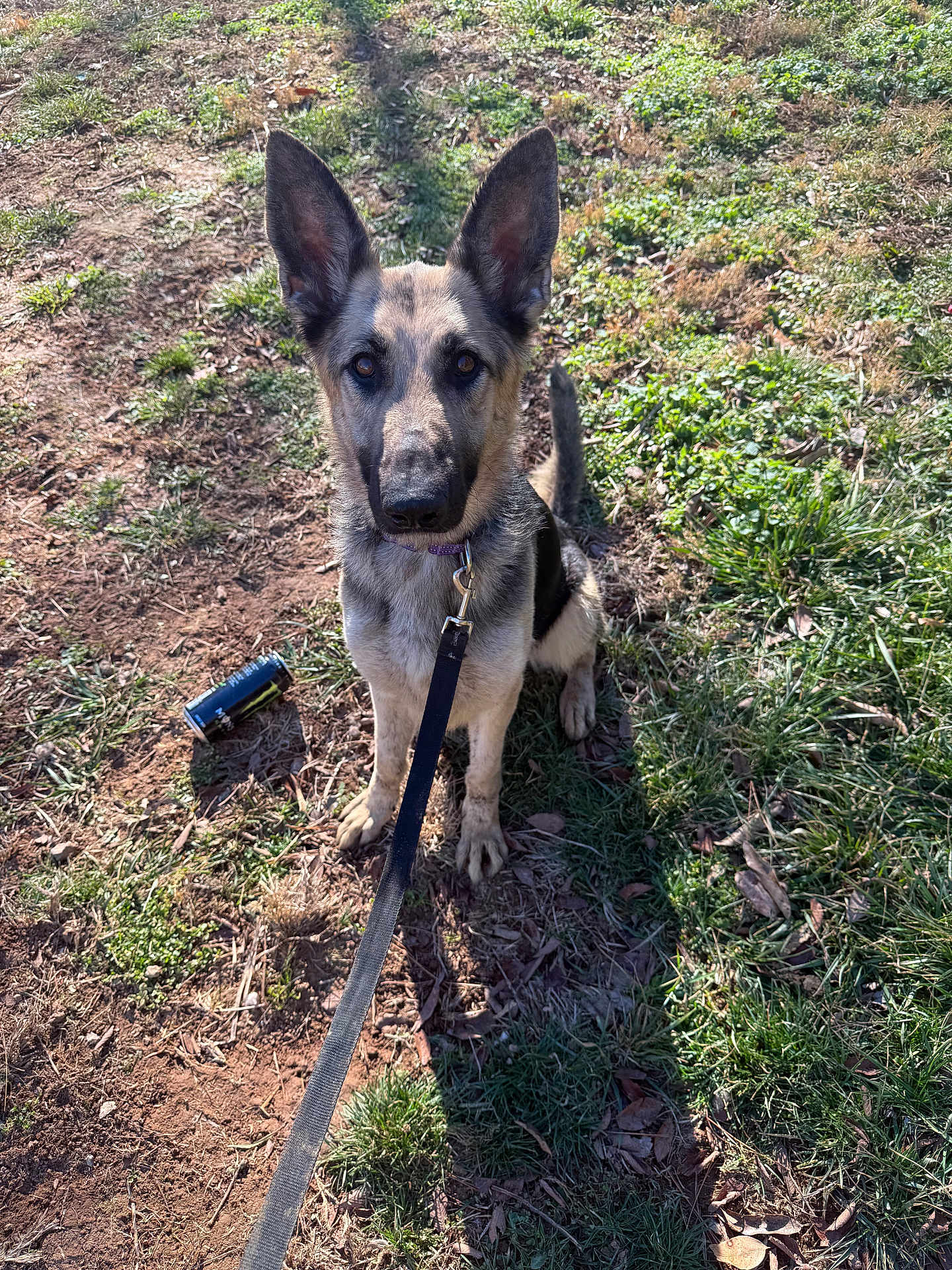 Dayzee joined the competition — help win amazing prizes! animal, can, collar, daytime, dirt, dog, ears, german_shepherd, grass, ground, leash, looking_up, nature, outdoor, pet, puppy, shadow, sitting, sunlight, young_dog