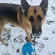 Boulder joined the competition — help win amazing prizes! attentive, blue_ball, canine, closeup, companion, dog, ears, fur, german_shepherd, muzzle, nose, outdoors, paw_prints, pet, play, portrait, snow, toy, whiskers, winter