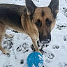 attentive, blue_ball, canine, closeup, companion, dog, ears, fur, german_shepherd, muzzle, nose, outdoors, paw_prints, pet, play, portrait, snow, toy, whiskers, winter