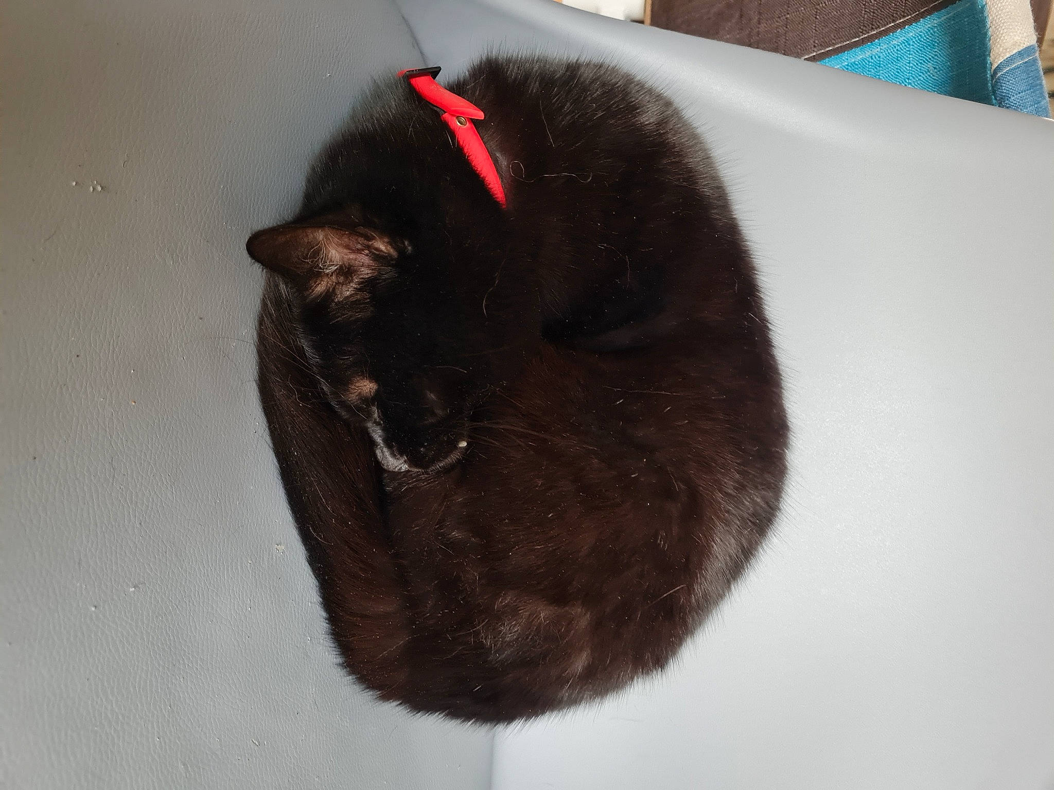 Fifille participe au concours pour gagner de l'argent avec cette photo : black_cat, carmine, carnivore, cat, cat_supply, comfort, couch, domestic_short_haired_cat, felidae, fur, linens, plant, room, small_to_medium_sized_cats, snout, tail, terrestrial_animal, tree, whiskers, wood