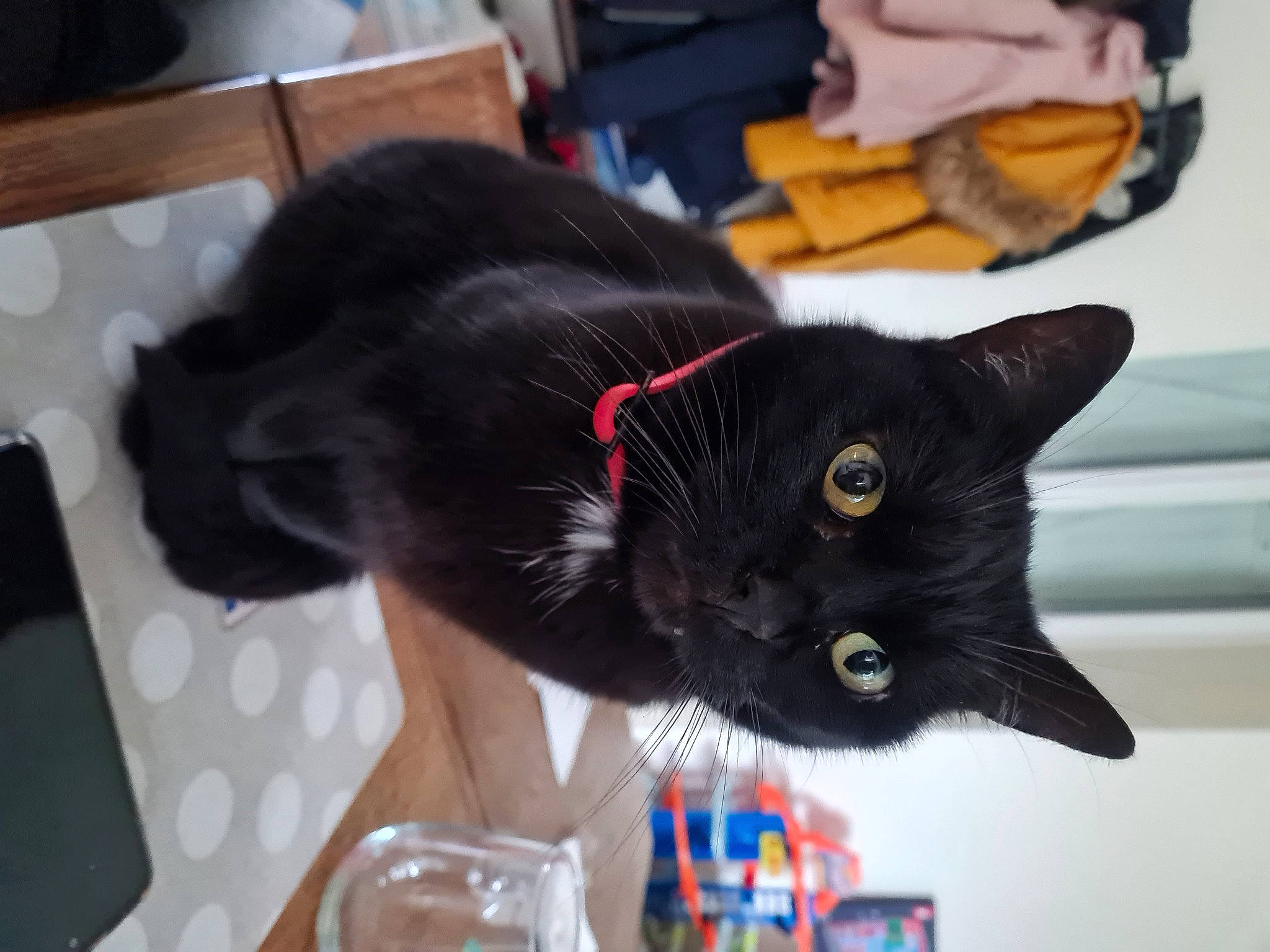 Fifille participe au concours pour gagner de l'argent avec cette photo : black_cat, bombay, carmine, carnivore, cat, claw, domestic_short_haired_cat, felidae, fur, plant, room, small_to_medium_sized_cats, snout, table, tableware, tail, whiskers