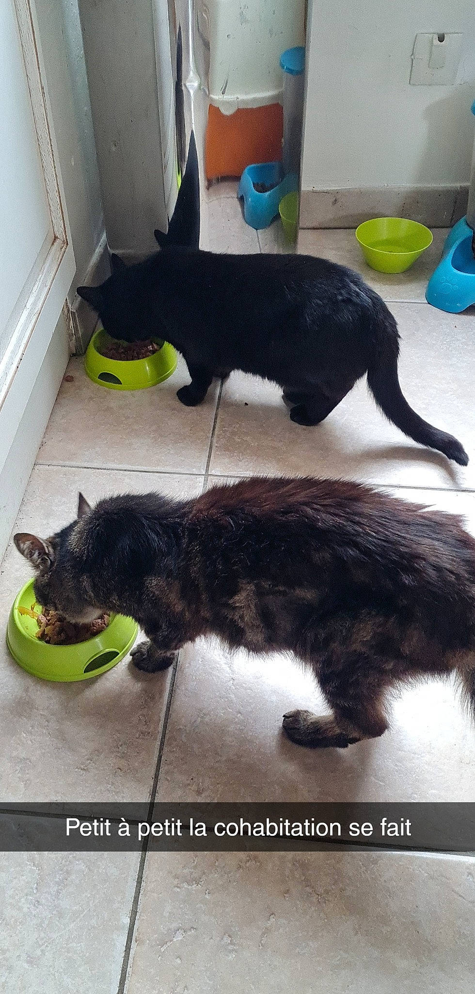 Fifille participe au concours pour gagner de l'argent avec cette photo : black_cat, carnivore, cat, collar, companion_dog, dog_breed, domestic_short_haired_cat, ear, felidae, flooring, fur, mammal, paw, pet_supply, small_to_medium_sized_cats, sporting_group, tail, vertebrate, whiskers, yellow