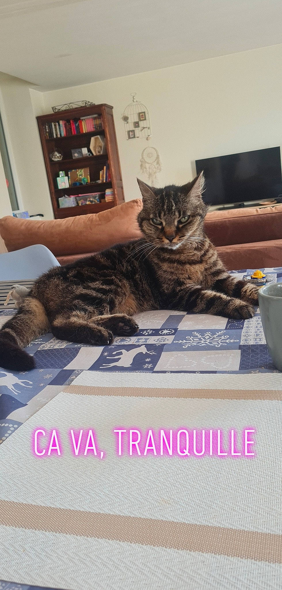 Ganga participe au concours pour gagner de l'argent avec cette photo : box, carnivore, cat, comfort, couch, domestic_short_haired_cat, felidae, flooring, fur, pattern, paw, photo_caption, picture_frame, rectangle, room, shelf, small_to_medium_sized_cats, sofa_bed, whiskers