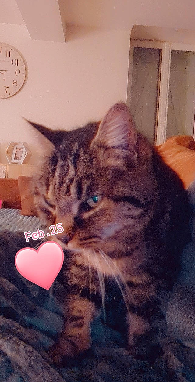 Ganga a rejoint le concours — aidez-le/la à gagner de superbes lots ! carnivore, cat, clock, comfort, domestic_short_haired_cat, door, ear, eye, felidae, fur, happy, home_accessories, iris, lap, love, paw, sitting, small_to_medium_sized_cats, snout, whiskers