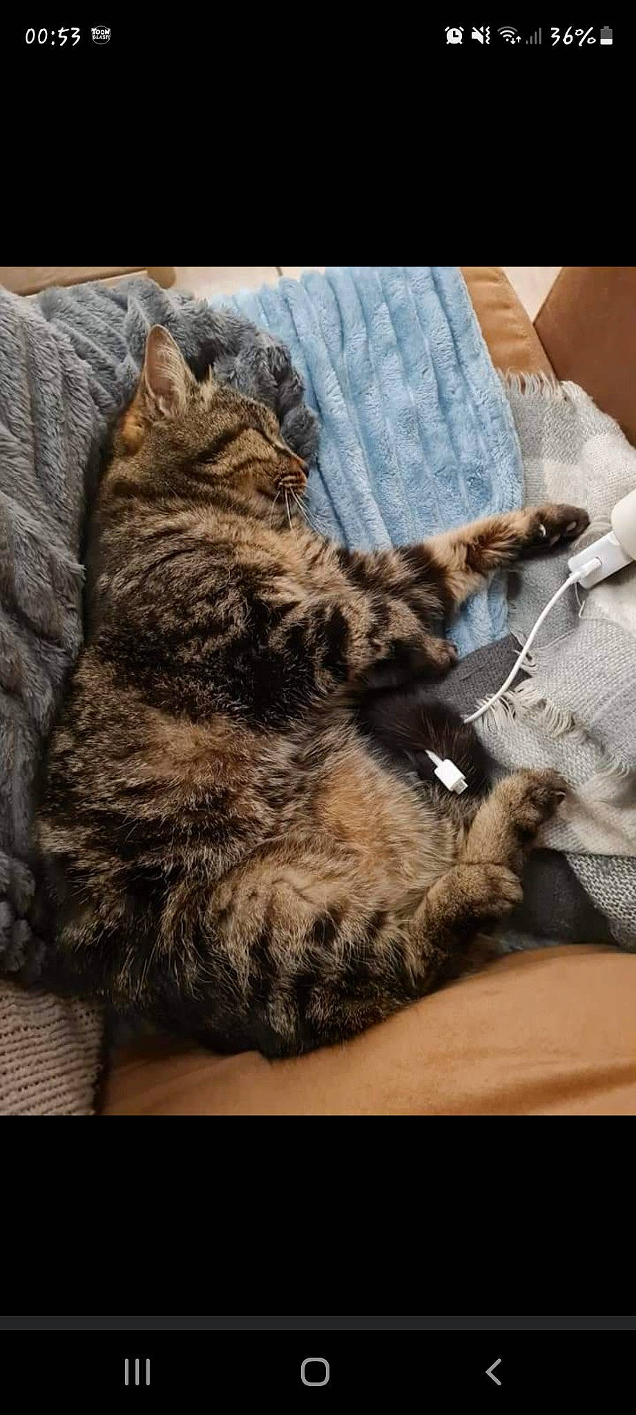 Ganga participe au concours pour gagner de l'argent avec cette photo : carnivore, cat, claw, comfort, domestic_short_haired_cat, felidae, fur, nap, paw, sleep, small_to_medium_sized_cats, snout, tail, whiskers, wood