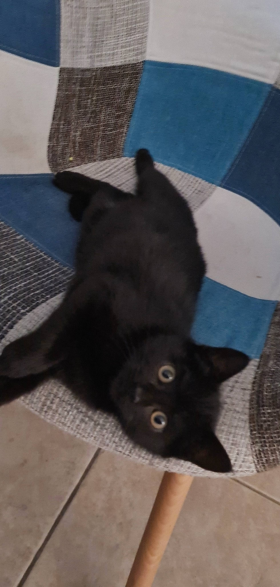 Salem a rejoint le concours — aidez-le/la à gagner de superbes lots ! black_cat, blue, bombay, carnivore, cat, claw, comfort, domestic_short_haired_cat, felidae, flooring, fur, grey, havana_brown, paw, plant, shadow, small_to_medium_sized_cats, snout, tail, whiskers