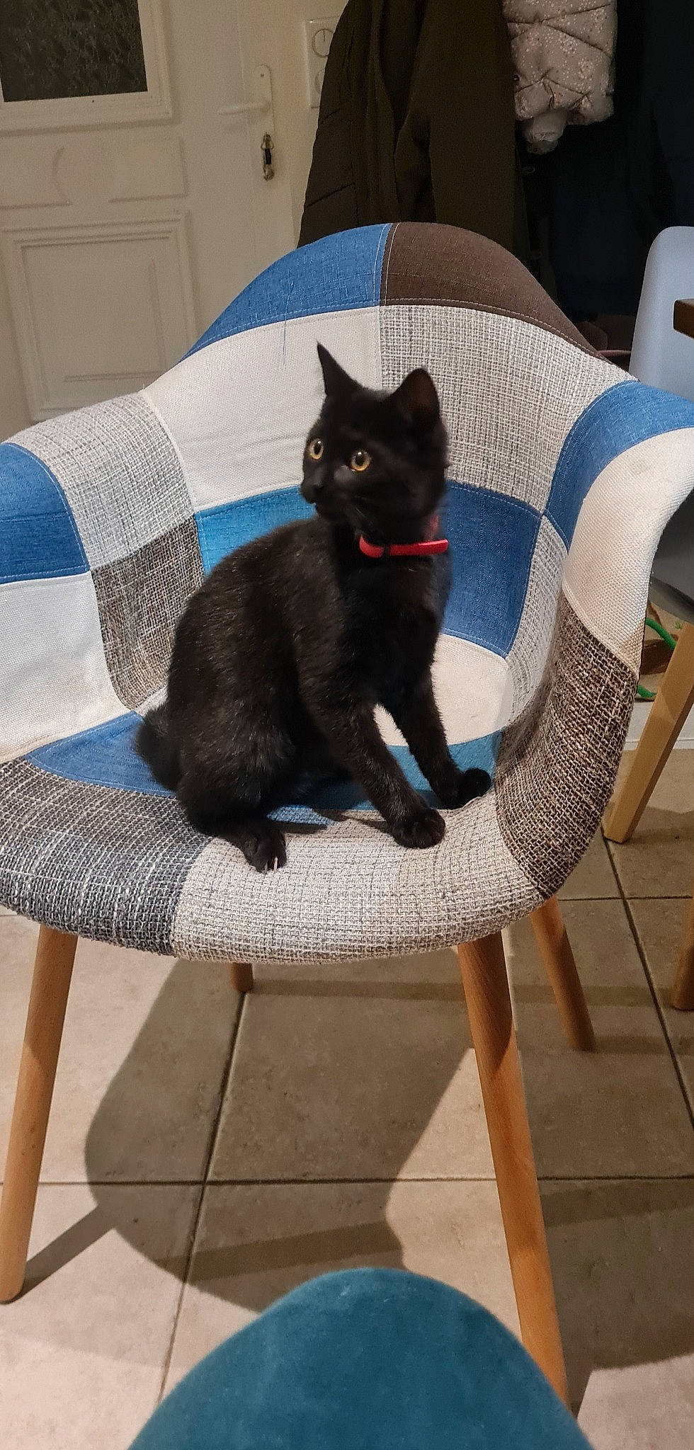 Salem a rejoint le concours — aidez-le/la à gagner de superbes lots ! black, black_cat, blue, bombay, carnivore, cat, chair, comfort, domestic_short_haired_cat, electric_blue, felidae, fur, furniture, grey, linens, outdoor_furniture, rectangle, small_to_medium_sized_cats, tail, whiskers