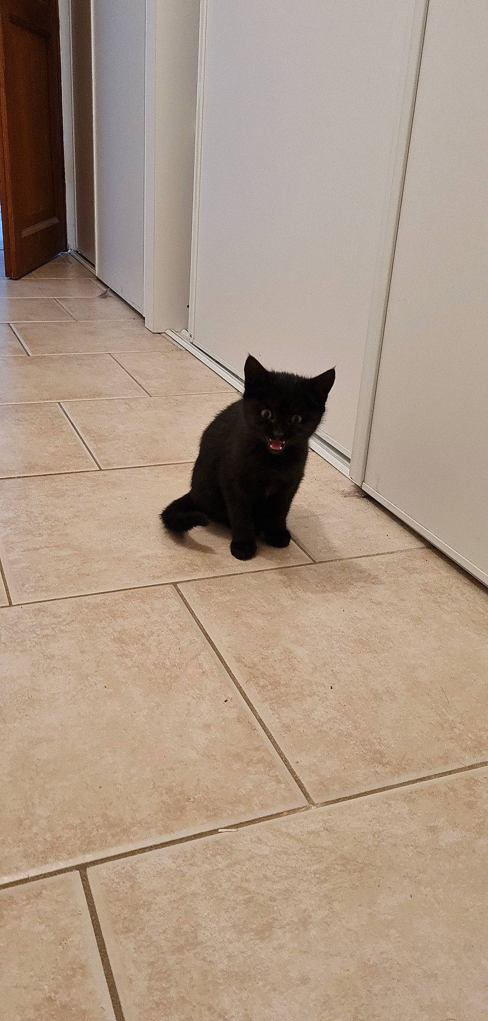 Salem a rejoint le concours — aidez-le/la à gagner de superbes lots ! black_cat, bombay, cabinetry, canidae, carnivore, cat, dog_breed, domestic_short_haired_cat, felidae, floor, flooring, fur, hardwood, small_to_medium_sized_cats, snout, tail, terrestrial_animal, tile_flooring, whiskers, wood