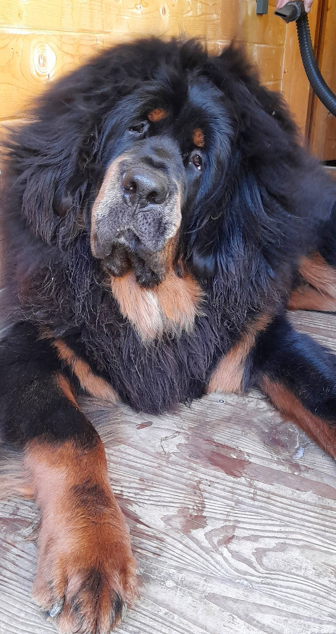 Sam Shaï participe au concours pour gagner de l'argent avec cette photo : bored, canidae, carnivore, companion_dog, dog, dog_breed, fur, gaddi_kutta, giant_dog_breed, liver, snout, sporting_group, terrestrial_animal, working_dog