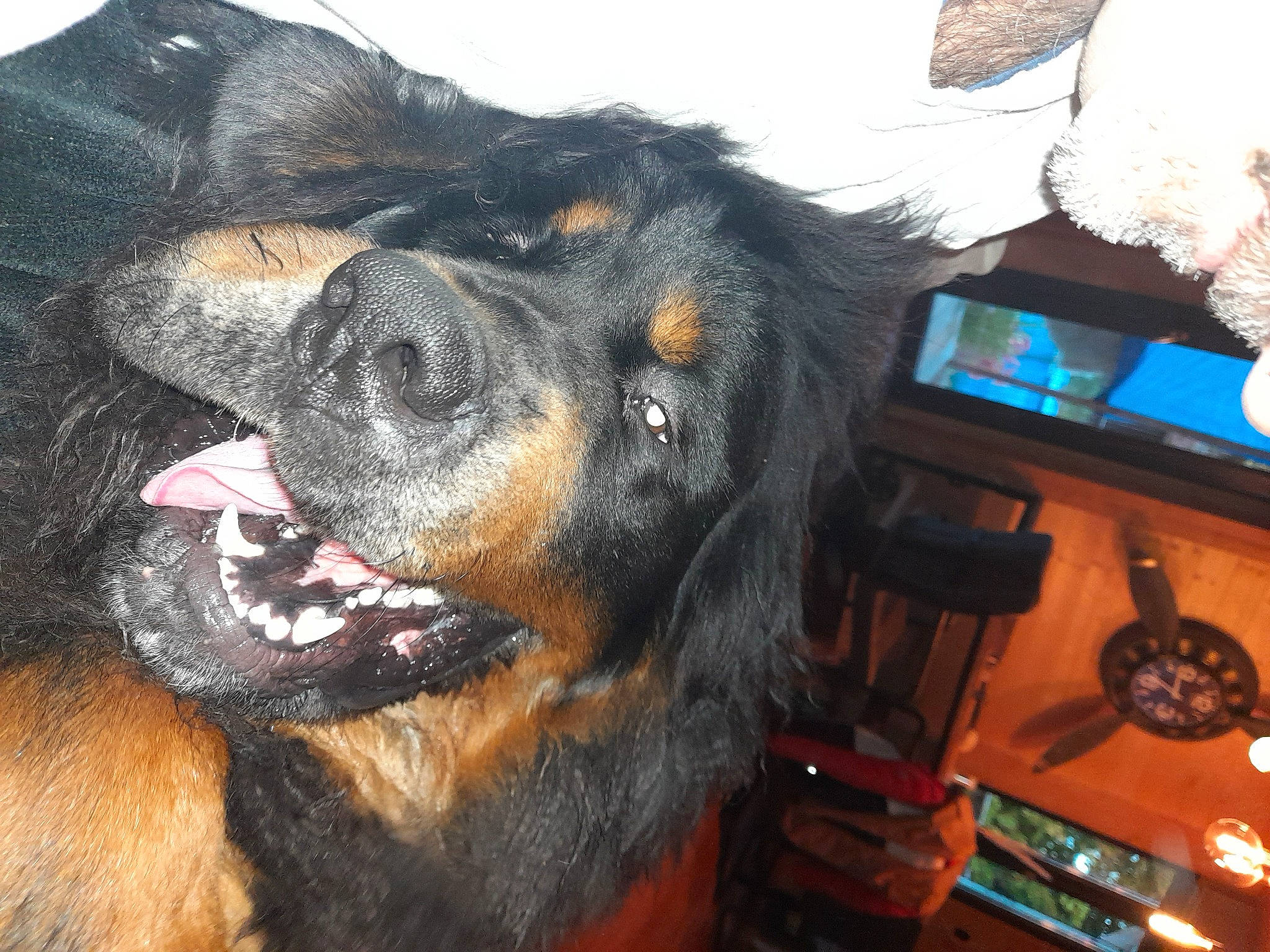 Sam Shaï a rejoint le concours — aidez-le/la à gagner de superbes lots ! canidae, carnivore, companion_dog, dog, dog_breed, fur, guard_dog, livestock, natural_material, snout, sporting_group, terrestrial_animal, whiskers, working_animal, working_dog