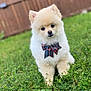 Milu is registered to the contest to win money with this photo: dog, pomeranian, puppy, bow_tie, pet, fluffy, grass, greenery, outdoor, cute, small_dog, animal, fur, nature, portrait, young_dog, adorable, sitting, fence, yard
