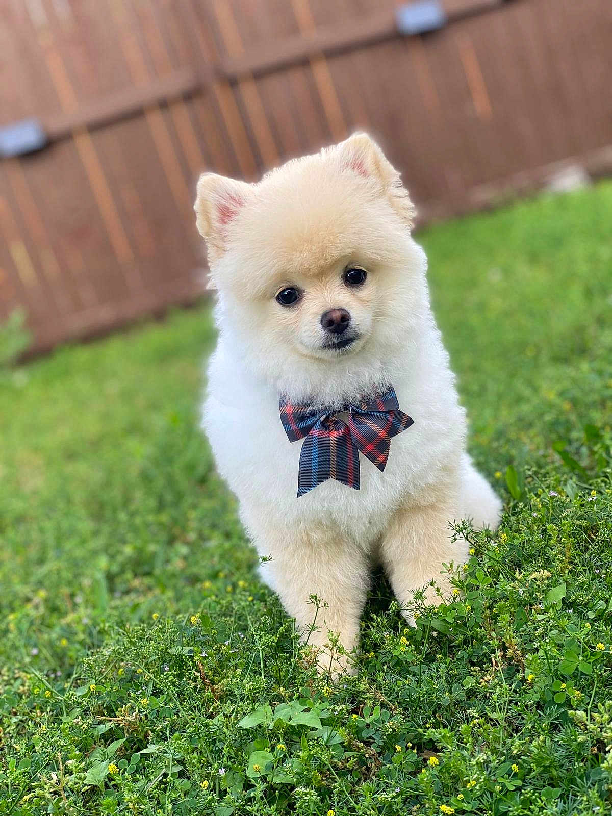 Milu is registered to the contest to win money with this photo: dog, pomeranian, puppy, bow_tie, pet, fluffy, grass, greenery, outdoor, cute, small_dog, animal, fur, nature, portrait, young_dog, adorable, sitting, fence, yard