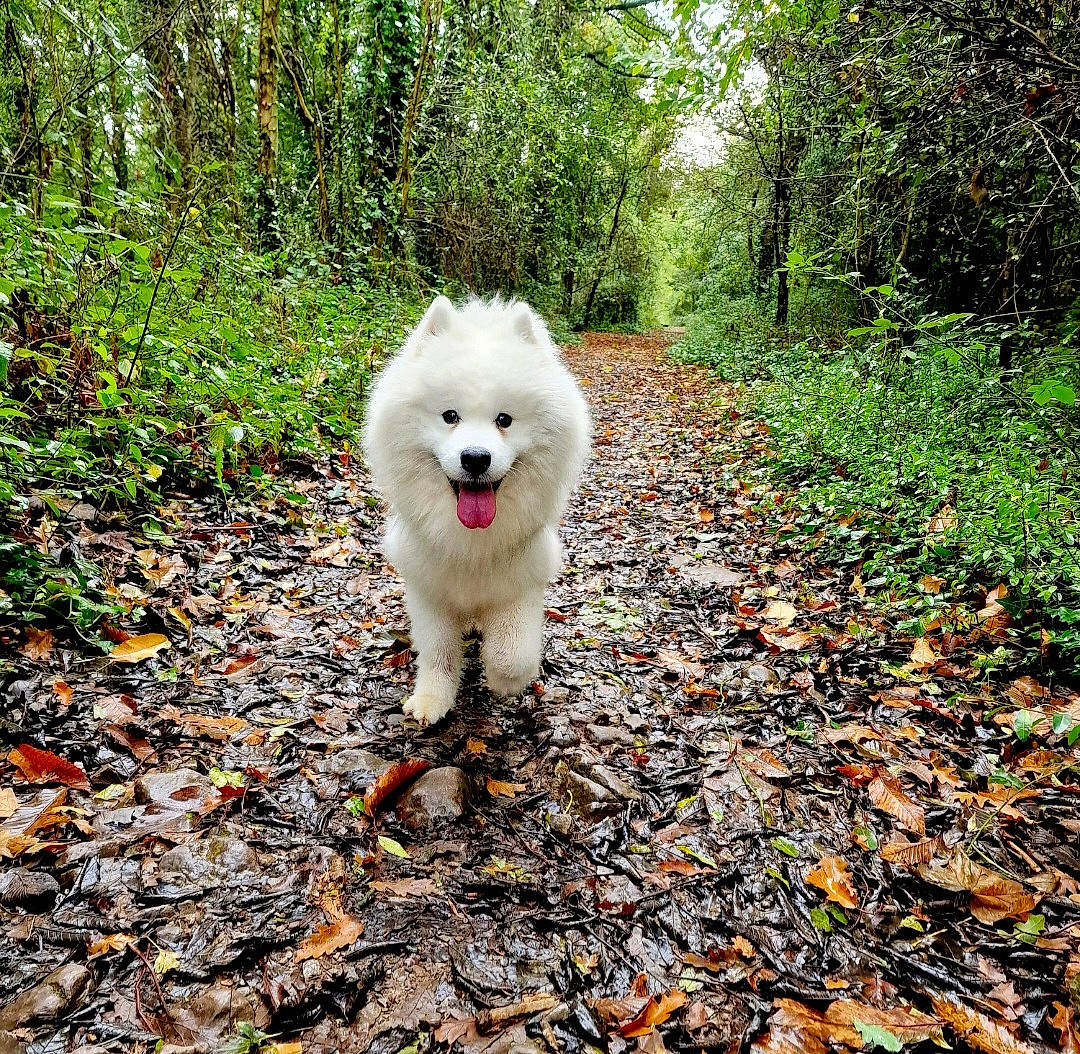 Snowy joined the competition — help win amazing prizes! carnivore, companion_dog, dog, dog_breed, fawn, german_spitz, german_spitz_klein, german_spitz_mittel, grass, japanese_spitz, kintamani, leaf, plant, road_surface, samoyed, snout, spitz, tail, tree, working_animal