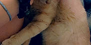 Pig is registered to the contest to win money with this photo: animal, blanket, bracelet, cat, closeup, comfort, cuddle, feline, fur, hand, indoor, light_fur, paw, person, pet, relaxation, resting, skin, soft, wristwatch