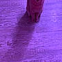Pig is registered to the contest to win money with this photo: animal, cat, cozy, cute, domestic, ears, feline, flooring, fur, home, indoor, looking_up, mouth_open, pet, pink_foreground, purple_light, shadow, sitting, whiskers, wooden_floor
