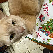 Pig joined the competition — help win amazing prizes! cat, christmas, christmas_tree, close, close_up, cream_colored, curious, decor, ears, face, feline, festive, holiday, indoor, pet, presents, table, tablecloth, tile_floor, whiskers