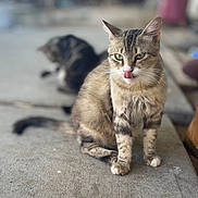 Cheeto Puff is registered to the contest to win money with this photo: animal, blurred_background, cat, closeup, concrete, cute, domestic_animal, ears, eyes, feline, fur, nature, outdoor, pet, playful, sitting, tabby_cat, tongue_out, two_cats, whiskers