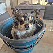 Perle a rejoint le concours — aidez-le/la à gagner de superbes lots ! dog, chihuahua, small_dog, long_hair, fluffy, black_and_white, brown_markings, face, ears, eyes, nose, pet, portrait, sitting, bucket, blue_bucket, indoor, living_room, furniture, funny