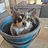 dog, chihuahua, small_dog, long_hair, fluffy, black_and_white, brown_markings, face, ears, eyes, nose, pet, portrait, sitting, bucket, blue_bucket, indoor, living_room, furniture, funny