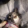 Perle a rejoint le concours — aidez-le/la à gagner de superbes lots ! dog, puppy, sleeping, long_haired, small_dog, black_and_white, brown_markings, fluffy, paw, closed_eyes, nose, whiskers, blanket, knitted_blanket, cozy, indoors, couch, portrait, pet, nap