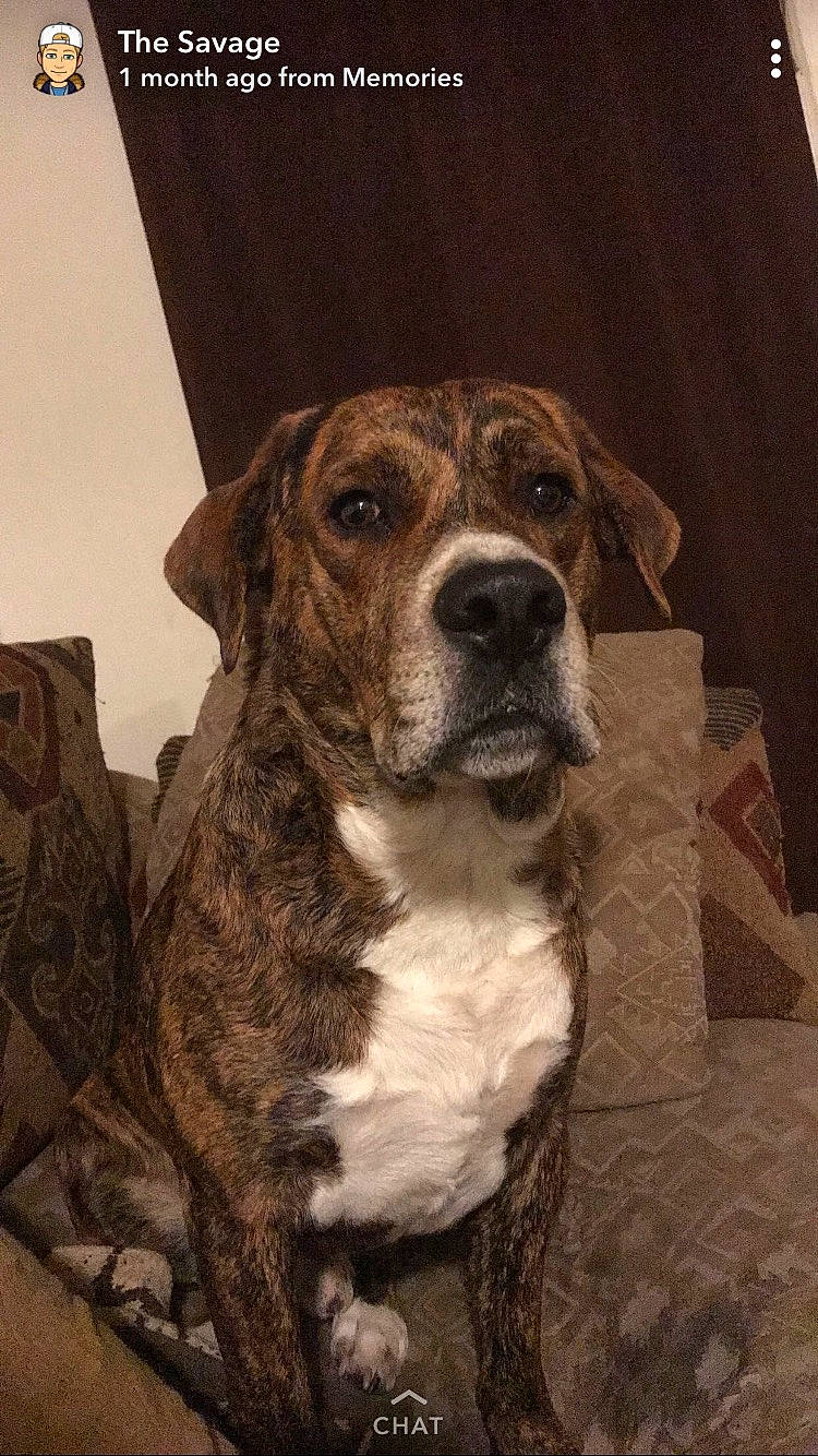 Oakley joined the competition — help win amazing prizes! american_bulldog, boerboel, boxer, canidae, carnivore, catahoula_bulldog, companion_dog, dog, dog_breed, fawn, louisiana_catahoula_leopard_dog, mammal, mountain_cur, rafeiro_do_alentejo, rare_breed_dog, sporting_group, vertebrate