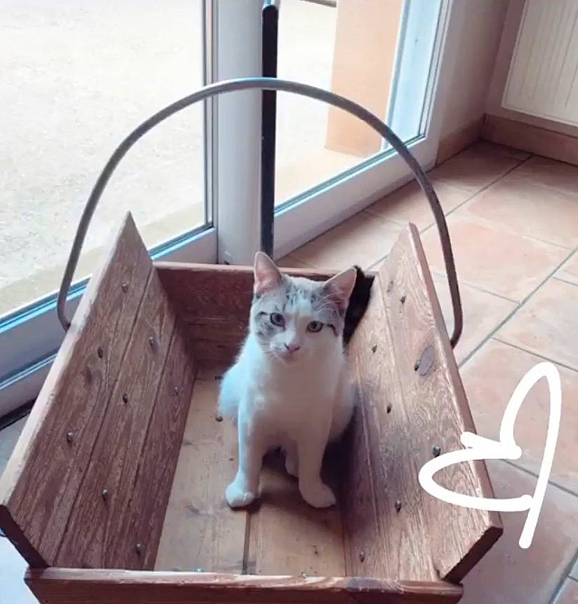 Raymond participe au concours pour gagner de l'argent avec cette photo : carnivore, cat, chair, comfort, companion_dog, domestic_short_haired_cat, fawn, felidae, floor, flooring, fur, hardwood, metal, paw, sitting, small_to_medium_sized_cats, snout, tail, whiskers, wood