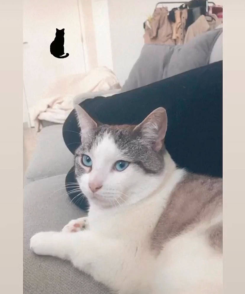 Raymond participe au concours pour gagner de l'argent avec cette photo : art, box, carnivore, cat, comfort, couch, domestic_short_haired_cat, eye, felidae, fur, grey, lamp, linens, paw, rectangle, room, small_to_medium_sized_cats, snout, tail, whiskers