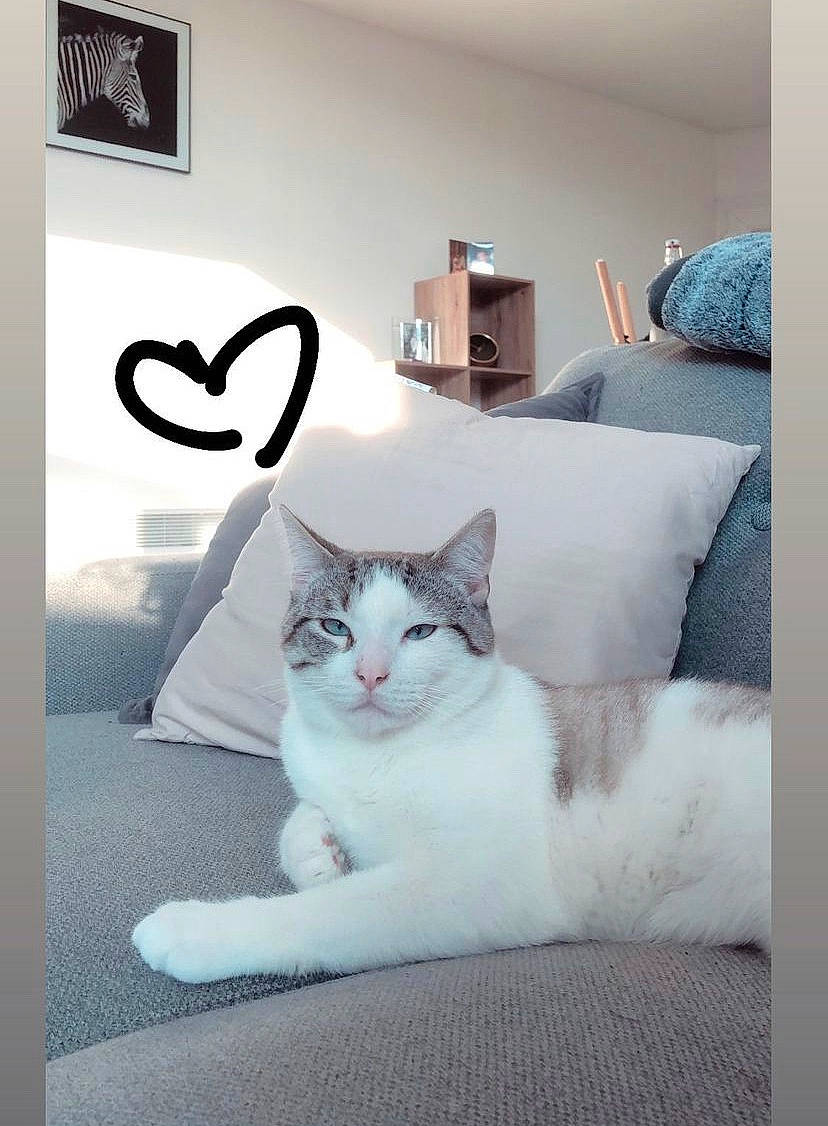 Raymond participe au concours pour gagner de l'argent avec cette photo : bedding, carnivore, cat, chair, comfort, domestic_short_haired_cat, eye, felidae, flooring, font, fur, grey, paw, picture_frame, rectangle, small_to_medium_sized_cats, tail, whiskers, window, wood