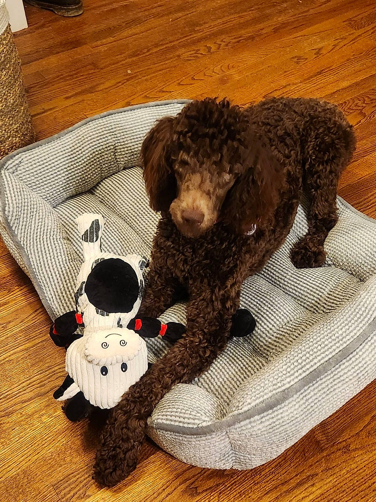 Lady May is registered to the contest to win money with this photo: art, baby_toys, bear, brown_bear, canidae, carnivore, companion_dog, fur, hardwood, mammal, plush, stuffed_toy, tail, teddy_bear, terrestrial_animal, textile, toy, vertebrate, wood, working_animal