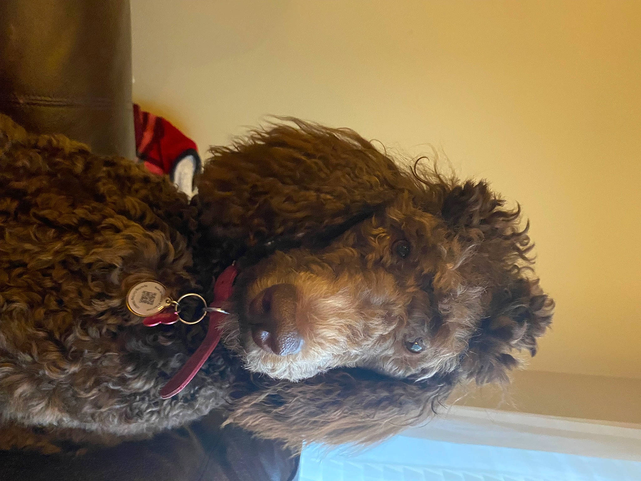 Lady May is registered to the contest to win money with this photo: beak, bird, canidae, carnivore, companion_dog, dog, dog_breed, feather, fur, room, snout, sporting_group, tail, terrier, toy, wing, wool, working_animal