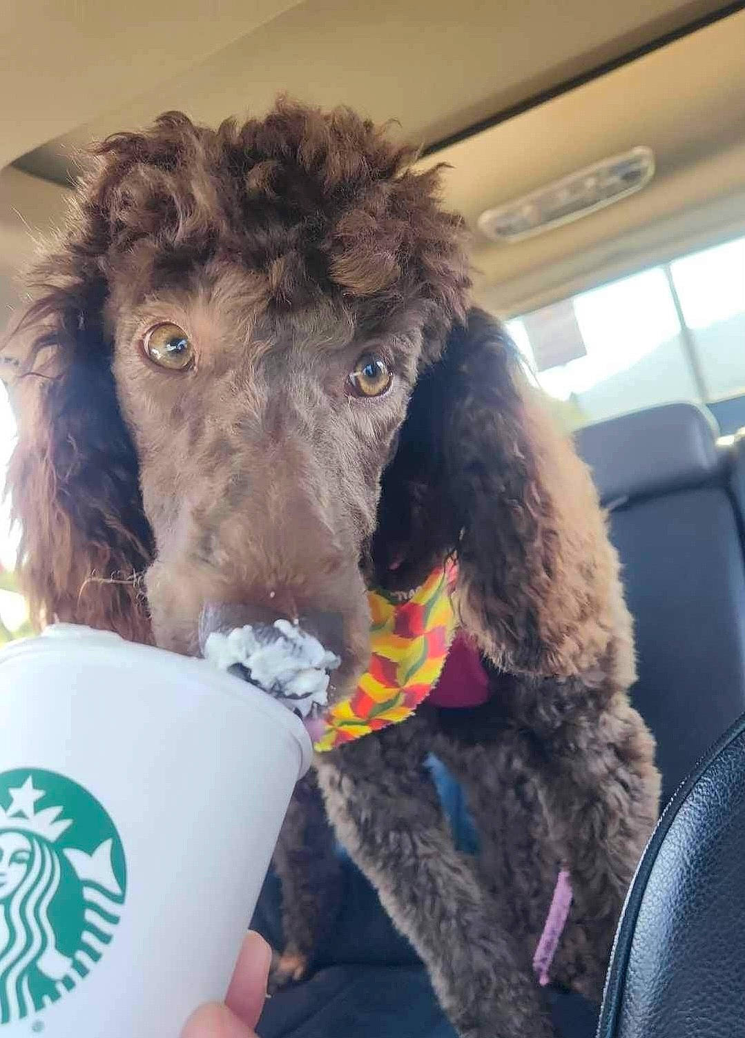 Lady May is registered to the contest to win money with this photo: canidae, carnivore, collar, companion_dog, dog, dog_breed, dog_collar, eyewear, fur, liver, poodle, snout, sporting_group, standard_poodle, terrestrial_animal, terrier, toy, toy_dog, water_dog, working_animal