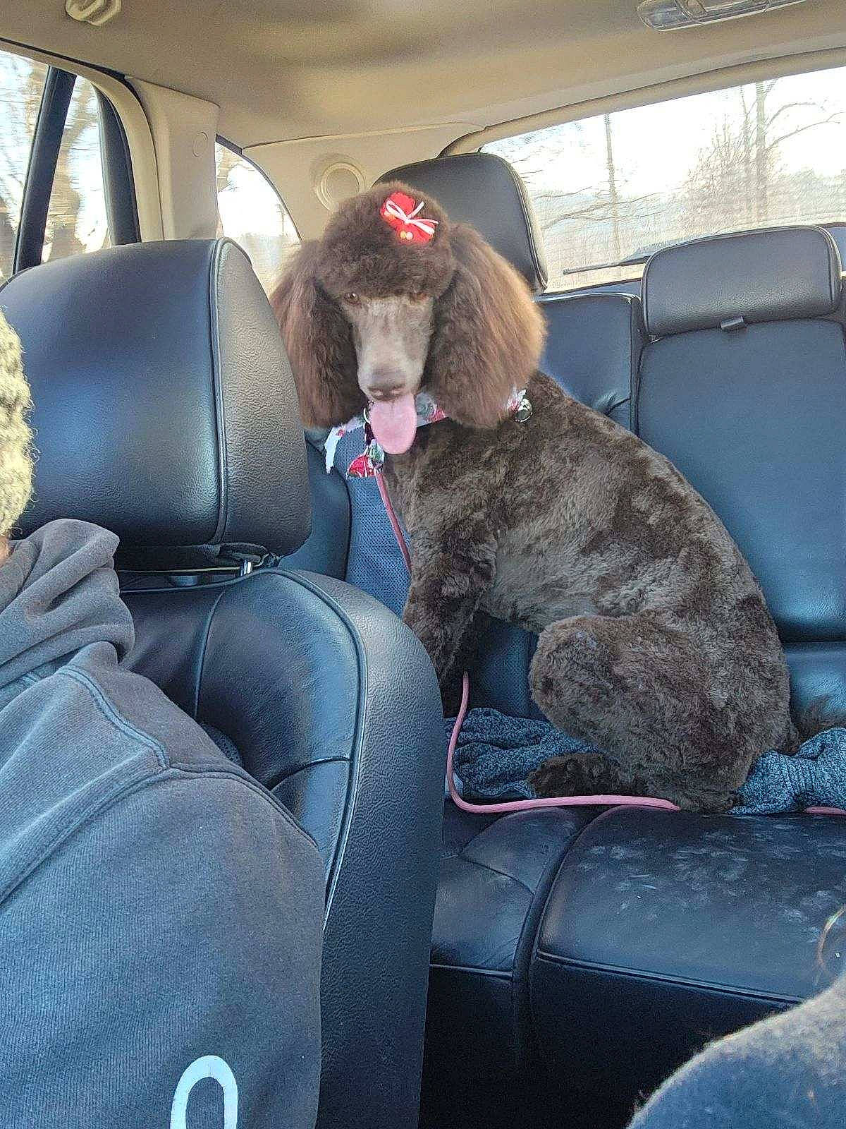 Lady May joined the competition — help win amazing prizes! auto_part, automotive_design, automotive_exterior, car, car_seat, car_seat_cover, carnivore, comfort, companion_dog, dog_breed, family_car, head_restraint, mode_of_transport, motor_vehicle, seat_belt, snout, stuffed_toy, vehicle, vehicle_door, window