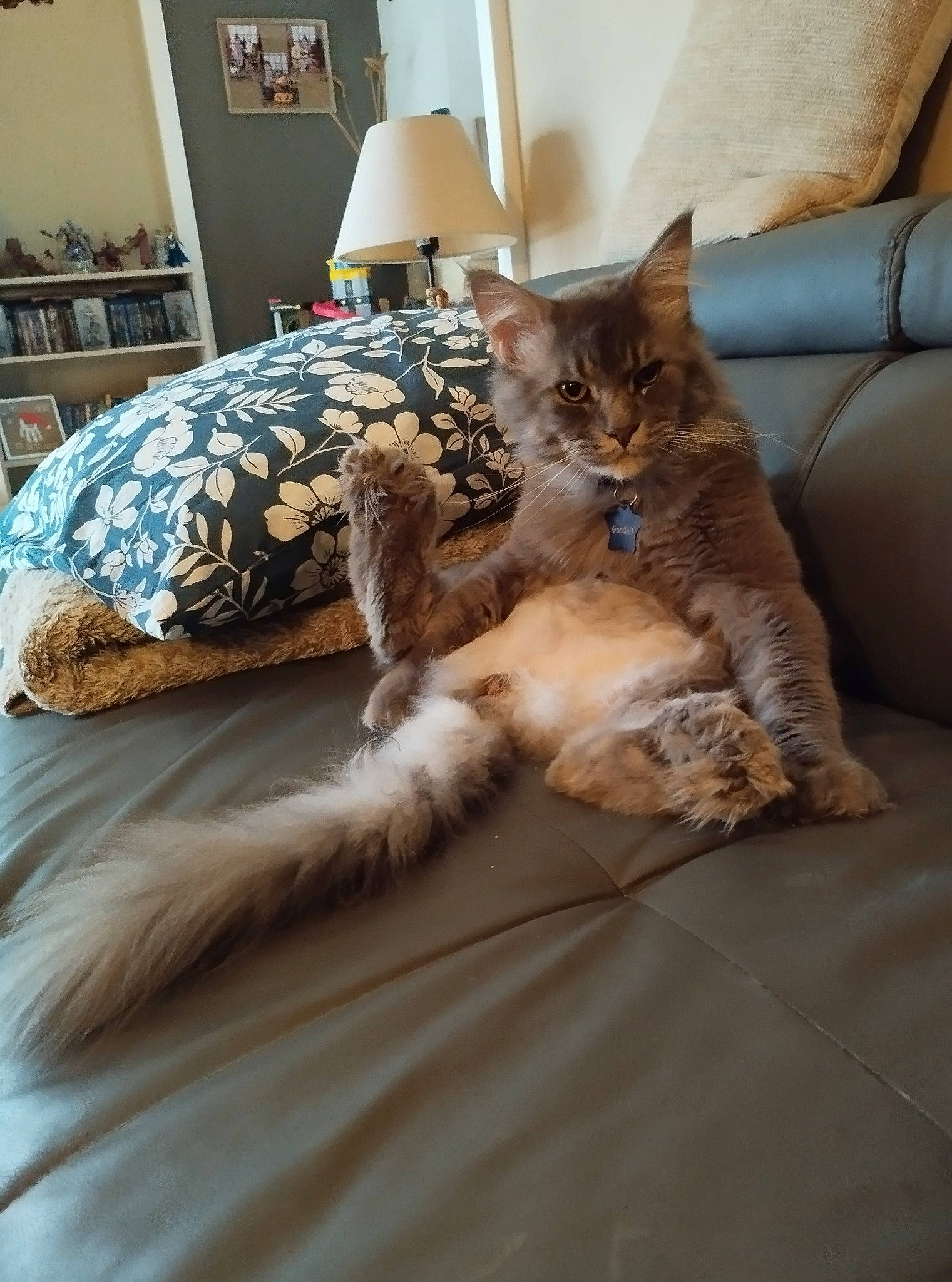 Gandalf participe au concours pour gagner de l'argent avec cette photo : carnivore, cat, comfort, couch, fawn, felidae, flooring, furniture, grey, linens, living_room, picture_frame, plant, shelf, small_to_medium_sized_cats, tail, textile, tree, whiskers, wood