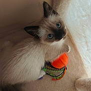 Châtaigne a rejoint le concours — aidez-le/la à gagner de superbes lots ! cat, kitten, siamese_cat, blue_eyes, fluffy, pet, animal, indoors, window, curtain, cozy, portrait, close_up, sitting, toy, orange_toy, green_toy, soft_lighting, fur, cute