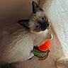cat, kitten, siamese_cat, blue_eyes, fluffy, pet, animal, indoors, window, curtain, cozy, portrait, close_up, sitting, toy, orange_toy, green_toy, soft_lighting, fur, cute