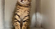 Blue a rejoint le concours — aidez-le/la à gagner de superbes lots ! kitten, cat, tabby, pet, animal, feline, whiskers, cute, indoor, fur, small, young, sitting, curious, cozy, soft, condo, ears, paws, closeup