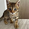 Blue a rejoint le concours — aidez-le/la à gagner de superbes lots ! kitten, cat, tabby, whiskers, cute, pet, animal, feline, young, small, curious, indoor, closeup, paws, fur, playful, face, ears, eyes, domestic