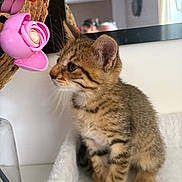 Blue a rejoint le concours — aidez-le/la à gagner de superbes lots ! kitten, tabby, cat, pet, indoor, curious, flower, plastic_flower, soft_surface, mirror, reflection, feline, young_animal, whiskers, ears, paws, brown, striped, close_up, candid