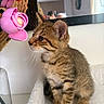 kitten, tabby, cat, pet, indoor, curious, flower, plastic_flower, soft_surface, mirror, reflection, feline, young_animal, whiskers, ears, paws, brown, striped, close_up, candid