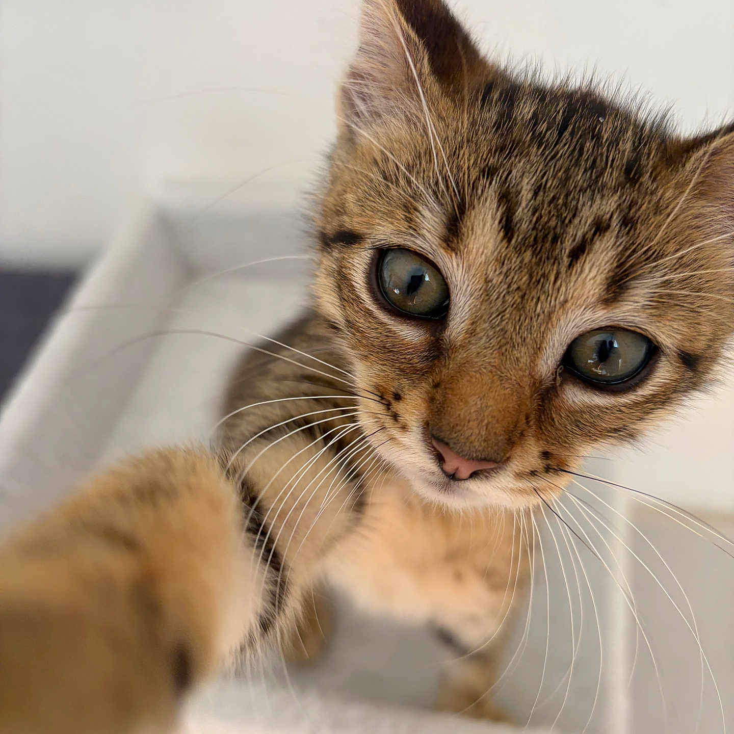 Blue a rejoint le concours — aidez-le/la à gagner de superbes lots ! kitten, cat, tabby, pet, whiskers, close_up, paw, cute, curious, indoor, feline, animal, young, portrait, soft_focus, domestic, fur, eye, nose, playful