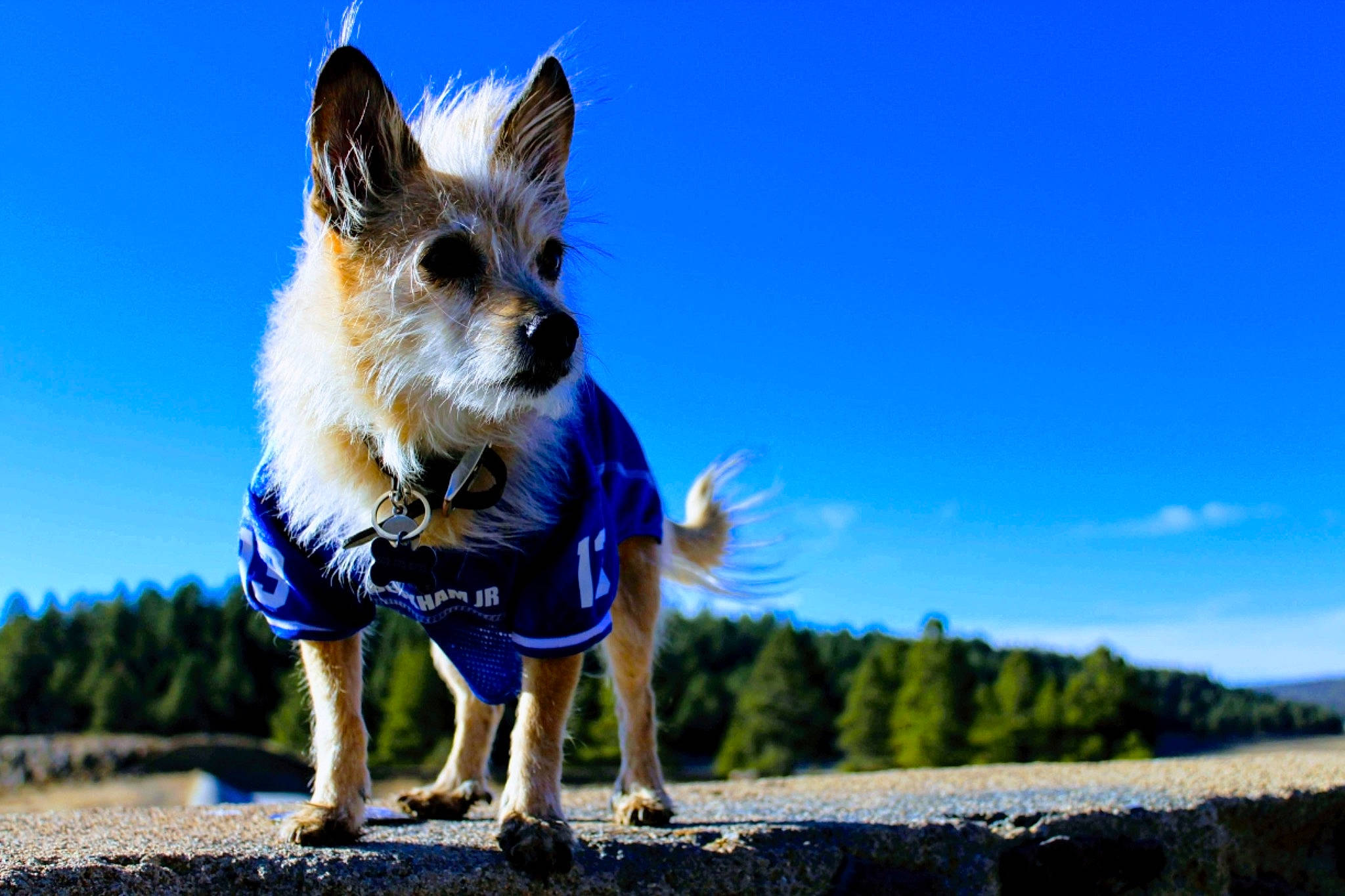 Roofus is registered to the contest to win money with this photo: azure, blue, carnivore, cloud, companion_dog, dog, dog_breed, dog_supply, electric_blue, fawn, fur, grass, happy, landscape, plant, rock, sky, toy_dog, tree, whiskers
