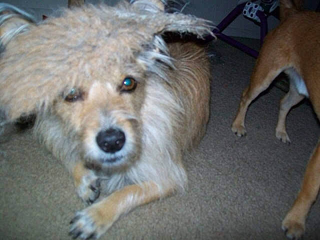 Roofus is registered to the contest to win money with this photo: canidae, carnivore, companion_dog, dog, dog_breed, event, fawn, fur, maltepoo, non_sporting_group, poodle_crossbreed, puppy, small_terrier, snout, sporting_group, terrestrial_animal, terrier, toy_dog, working_animal, yorkipoo