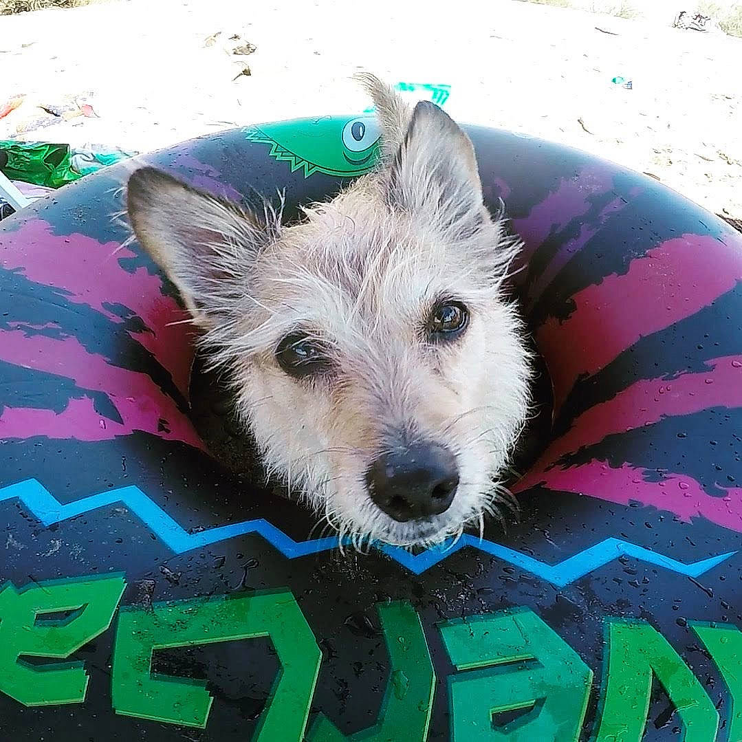 Roofus joined the competition — help win amazing prizes! ancient_dog_breeds, canidae, carnivore, collar, companion_dog, dog, dog_breed, dog_supply, fawn, fur, non_sporting_group, pattern, paw, photo_caption, small_terrier, snout, sporting_group, terrestrial_animal, terrier, whiskers