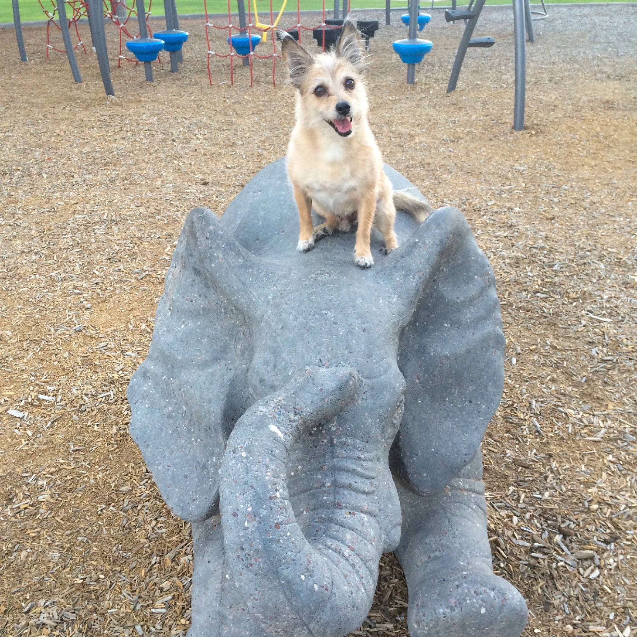 Roofus joined the competition — help win amazing prizes! art, automotive_tire, carnivore, collar, companion_dog, dog, dog_breed, dog_supply, fawn, grass, leash, pet_supply, plant, road_surface, small_terrier, soil, sporting_group, tail, terrier, toy_dog