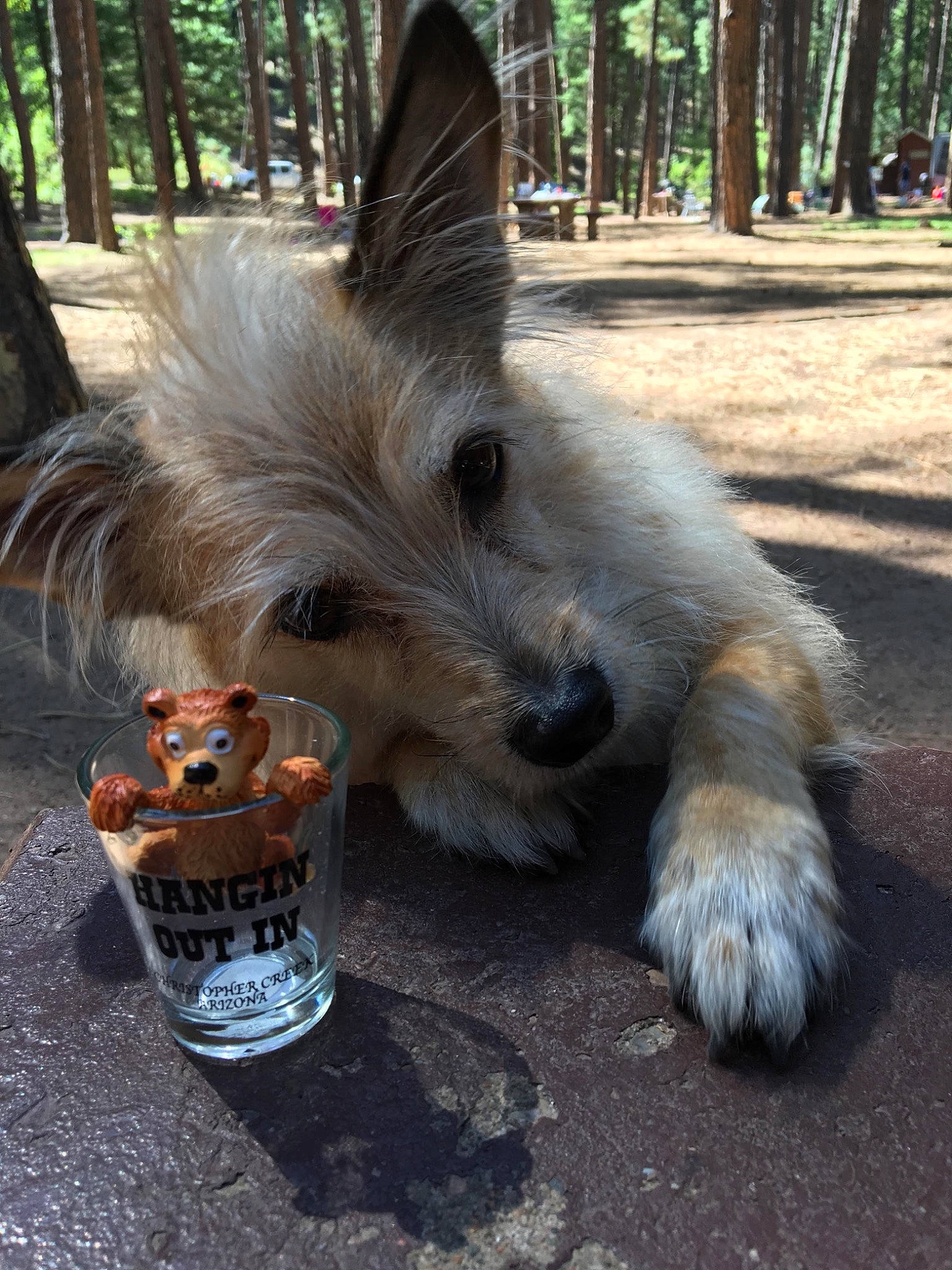 Roofus joined the competition — help win amazing prizes! ancient_dog_breeds, australian_terrier, beer, canidae, carnivore, companion_dog, dog, dog_breed, dog_supply, drink, fawn, fur, small_terrier, snout, sporting_group, tail, terrier, toy_dog, tree, wood